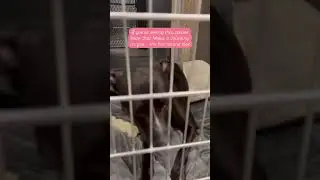 A Lonely Dog&rsquo;s Journey to a Happy Ending 🐾💖 #funnypitbulls #dogs #animal #cutepuppy #rescue