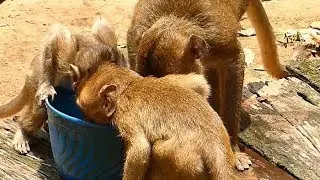Alba Baby Monkey HUngry and Thirsty | Baby Drink Water With Tobias and AHSA | Newborn Babies Monkey
