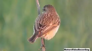 Grassland Bird