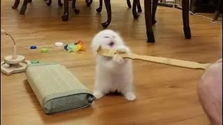 6 Minutes of Random Memes of animals #27