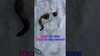 Cat Playing in Snow Vibe  #vibewars #cats #catvideos #cat #catshorts