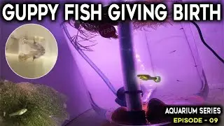 Guppy Fish giving Birth | Guppy fry Care | Aquarium Series Episode 09