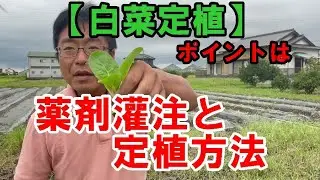 【白菜】をしっかり収穫するために！薬剤灌注と「なかよしくん」の使い方NO347