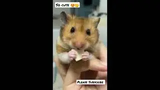 Amazing mind blowing facts🤯. Interesting facts 😱 #interestingfacts #shorts #ytshorts #life&facts
