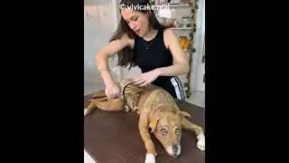 Dog-Shaped Cake Prank on Pets! 😂🐕