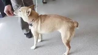 Pet Care Training:  Understanding Canine Body Language - Part 1