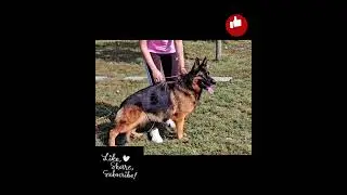 German Shepherd puppy, featuring a stunning black and red coat and world-class bloodlines 🐾