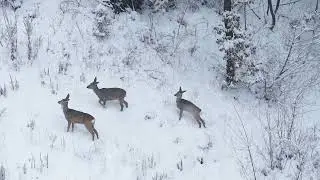 Deer 🦌 in the winter ❄️ #snow #winter #deer #wildlife #wildanimals 