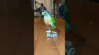 Green Cheek Conure Waves When He Is Standing On Roller Skates