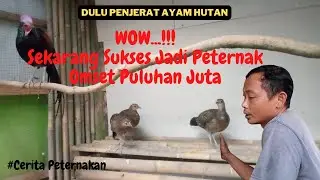 Kisah Sukses Peternak Ayam Hutan Hijau Berawal Dari Keprihatinan Ayam Hutan Yang Mulai Langka