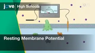Resting Membrane Potential | Cell Bio | Video Textbooks - Preview