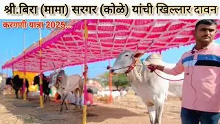 करगणी यात्रेतील श्री.बिरा सरगर (टेलर) यांची जातिवंत खिल्लार दावन त्यांनी खरेदी केलेले दोन वळू.