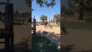 Cane corso dog aggressive on trainer #viral #pitbull #trending #youtubeshorts #shortvideo