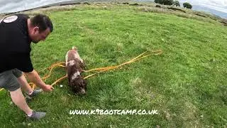 Recall training day 2 for spaniel Milo