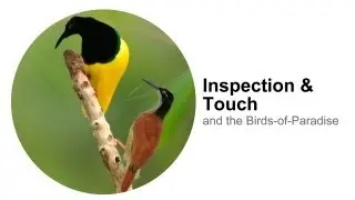 Inspection & Touch: and the Birds-of-Paradise