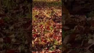 Brother and Sister,Why did her brother drag her so fast?#babymonkey #shortvideo #baby #animals #love