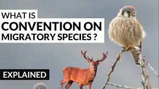 What is Convention on Migratory Species ? Explained Current Affairs [2020]