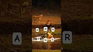 Crocodile vs lion hard challenge 🐊🦁#viral #shorts #fyp #animals