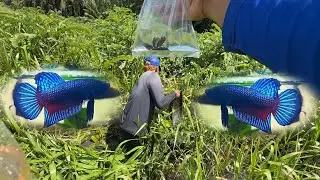 Betta fish spoon, watch the plane