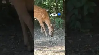 🌿 Mama Deer & Her Growing Spotted Fawn | Backyard Wildlife Moments