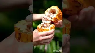 How Much Chinese People Make pure chocolate at Home  #shorts #viral #nature #funnyeffects