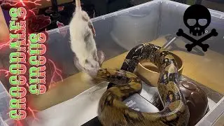 HANCOCK | Boa Constrictor Imperator (BCI) | #feeding 👑🎬 (19.09.25)