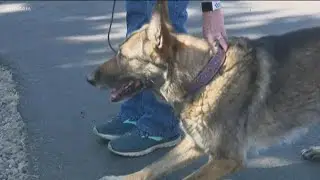 See how cadaver dogs are trained to help investigators solve cases