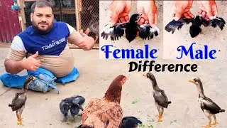 Chicks Male Female Identification | Aseel Chicks Male Female Ki Pehchan | Hashim Kay parinday