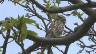 Little Owl Athene noctua taking flight
