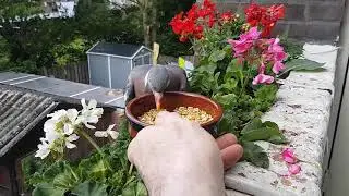 Pombo Torcaz