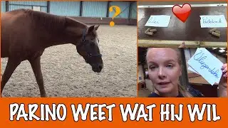Parino bepaalt zijn eigen dag! | PaardenpraatTV