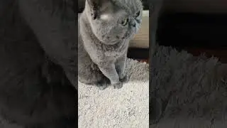 #позитив #cat юмор 👍🫶 подпишись