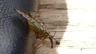 Scorpion Fly  - Panorpa communis - Spor&eth;drekafluga - Innv&aelig;ngjur  - Skord&yacute;r -  Flugur
