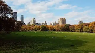 New York, New York - Central Park - Sheep Meadow (2020)