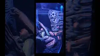 One day Outing at Aquarium in Bengaluru | Mermaid dance | Bengaluru 