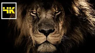 Unlock the Wild: Download this FREE Lion Stock Video Now!
