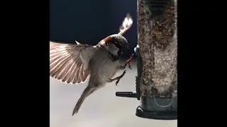 Chipping Sparrow landing at 3000 fps