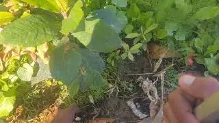 Grow Garlic🧄From Garlic .#organic #garlic #garden #gardening #satisfying #howtogrow #agriculture