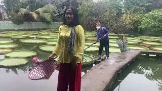 Chùa Lá Sen  Đồng Tháp , ngôi chùa độc nhất vô nhị tại miền tây sông nước ...