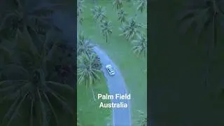 🌴 Stunning Palm Fields in Australia | Drone View (DJI Mini 4 Pro) #moretonisland #morningtonisland