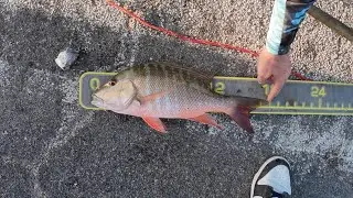 FISHING in paradise for FLORIDA KEYS MUTTON SNAPPER.#BRIDGEFISHING