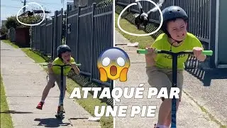 Cet enfant attaqu&eacute; par une pie confirme que l&rsquo;Australie a les animaux les plus hostiles