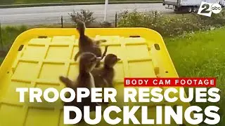 Daring duckling rescue on I-5 as Washington trooper, WSDOT use bin lid to relocate feathered family