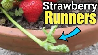 Should I cut off runner plants from my strawberries?