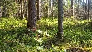 ОНЧ СДВ приёмник на МП41 транзисторов и хор рассвета.