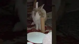 Midnight activities of house bunny Mofu! #mofu #bunny #rabbit #cute #viralvideo #relaxing #healing 