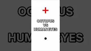 Why Are Octopus Eyes Better Than Human Eyes