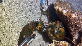 Live Stream 🟢-Lucky Dive Draw - Whatever I Catch！ #diving #fishing #lobster #crab #shorts
