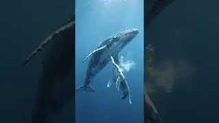 &ldquo;A Mother Whale Feeding Her Calf &mdash; A Beautiful AI Ocean Moment&rdquo; #ai #aivideo #whale  #ocean