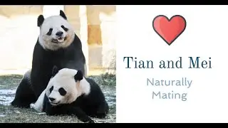 🐼 #Giantpanda Tian and Mei Mating (#throwback)